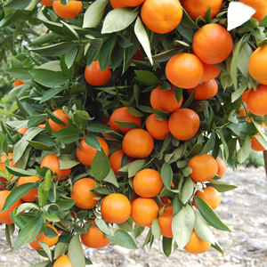 Citrus in the Home Garden