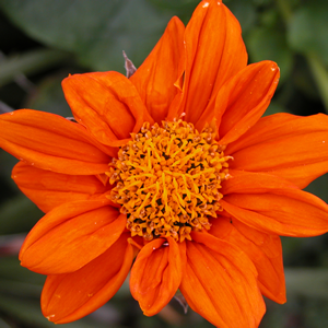 Dividing Perennials