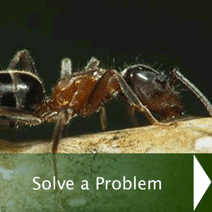 Solve a Problem