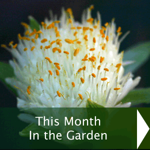 This month in the garden