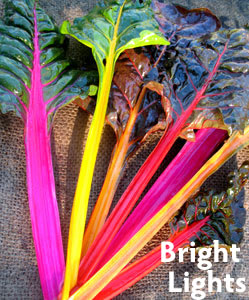 Bright Lights Chard