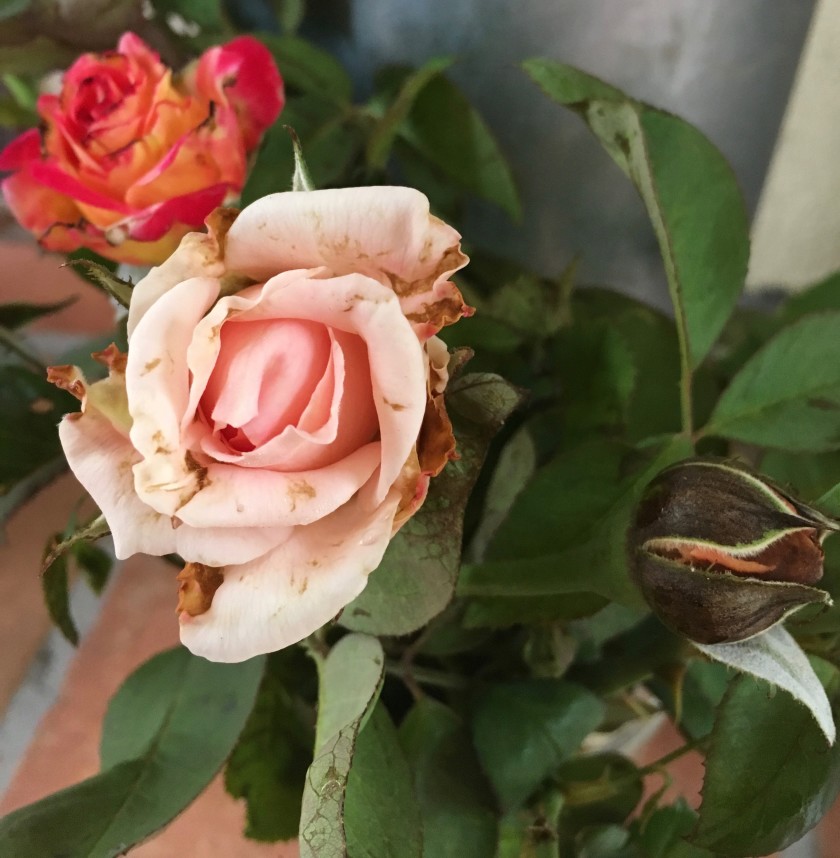 The Great Rose Petal Debacle