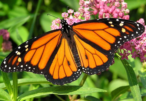 Monarch Survey Master Gardener Association Of San Diego County