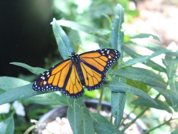 Ask the Master Gardener: Everyone can help the monarch butterfly