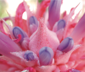 An incredible close up of Aechmea fasciata in bloom.