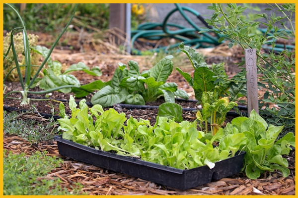 How to Prepare for Spring Planting for a Bountiful Harvest of Summer ...