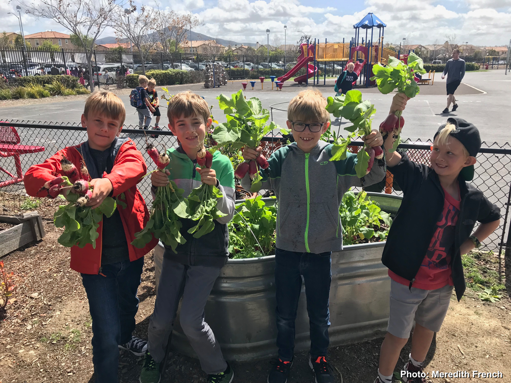 Four grade school boys holding up harvested radishes and smiling proudly.