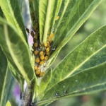 Aphids usually feed in dense groups on the leaves or stems of plants. (Susan Pransky)
