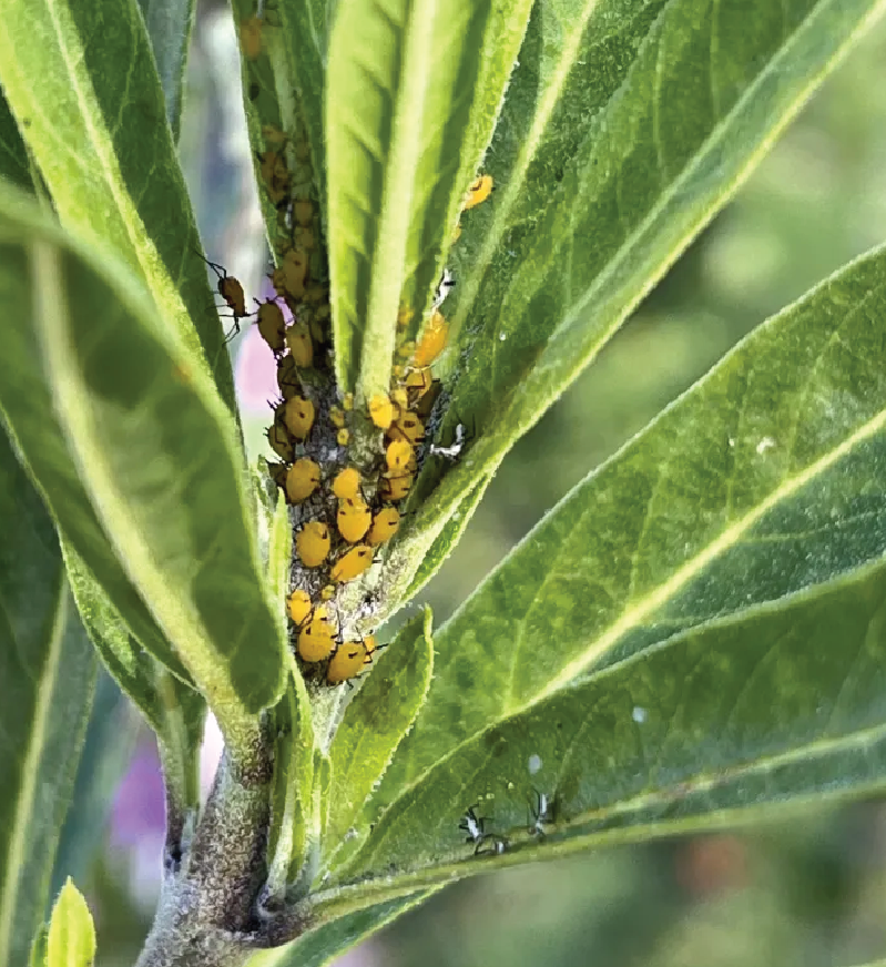 Aphids usually feed in dense groups on the leaves or stems of plants. (Susan Pransky)