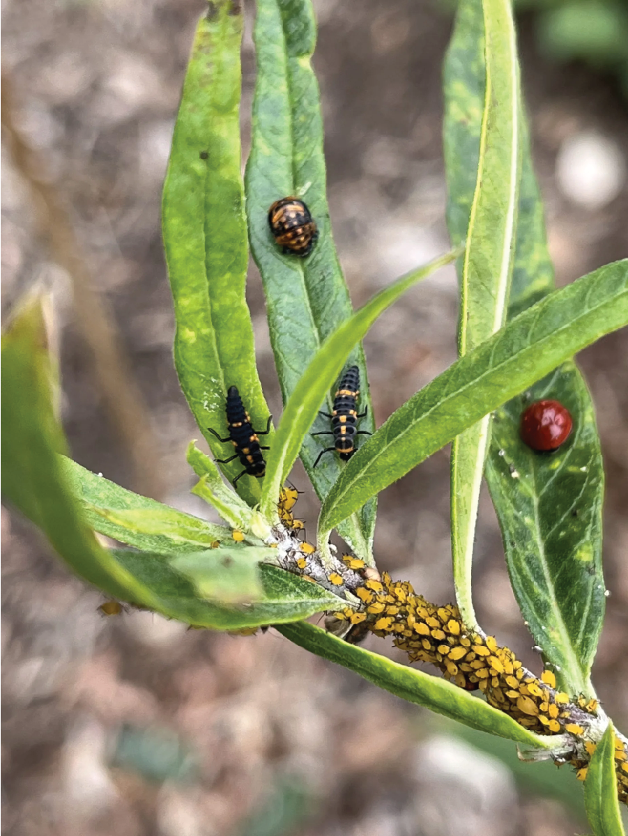 These two alligatorlike ladybug larvae are closing in on their favorite food: aphids. (Susan Pransky)