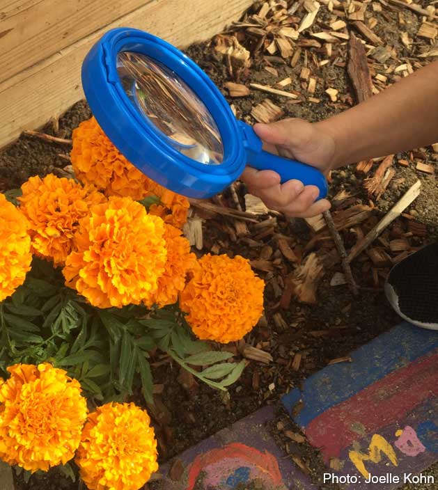 Orange marigolds and child's hand holding a magnifying lens