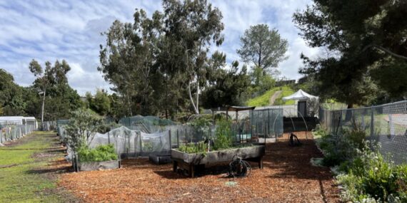 A community garden with bark paths and many covered beds