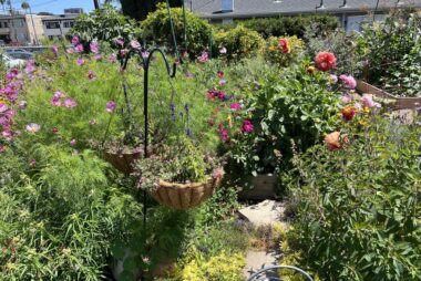 Community Garden with beautiful flowers and beds
