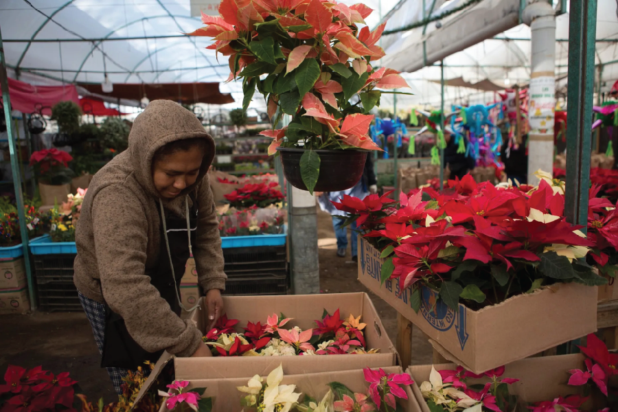 Vendor Braulia Brito tends to her potted poinsettias at her stall in the Xochimilco borough of Mexico City, Saturday, Dec. 10, 2022. Despite being a universal Christmas icon, few people are aware the Christmas Eve flower, commonly known as the poinsettia, is native to Mexico. The cuetlaxochitl (as it is called in Nahuatl) is a native of the states of Morelos and Mexico City, and more precisely, from Xochimilco. (Ginnette Riquelme / AP file)