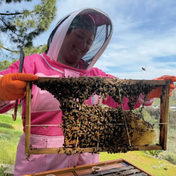 Beekeeper Kira Olsson inspects a rescued colony of European honey bees (Apis mellifera). These bees were living in a patio wall in Santee. From their new home on Mount Soledad, they visit canyon natives and backyard orchards. (Kira Olsson)