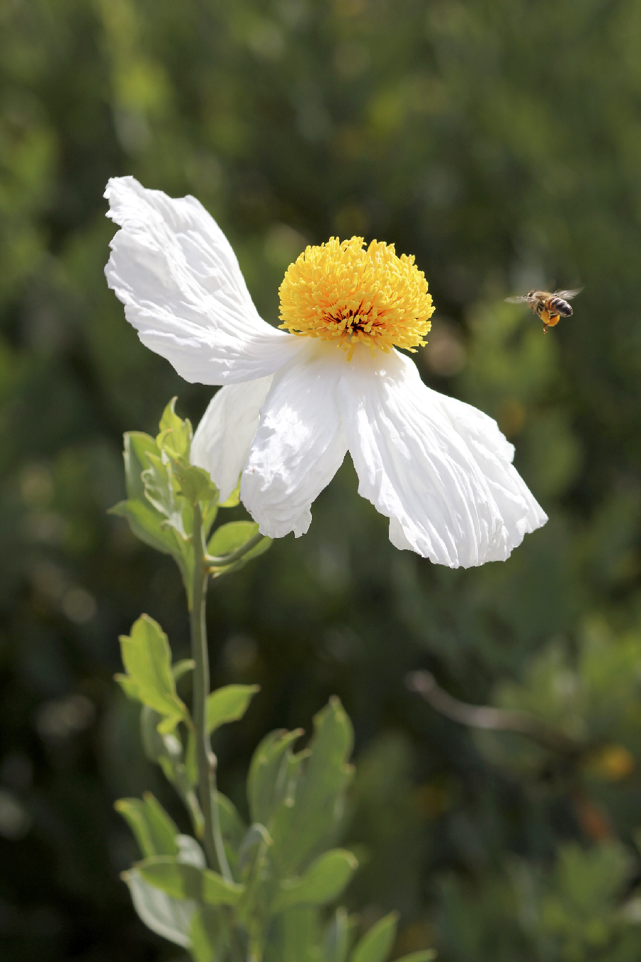 Photo of a Matilija Poppy blossom and a bee.