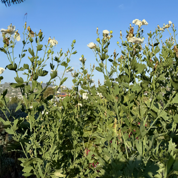 Photo of a stand of Matilija Poppies.
