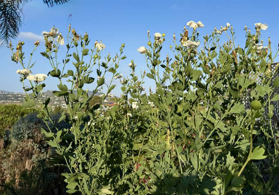 Photo of a stand of Matilija Poppies.