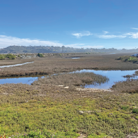 A view of a typical wetland.