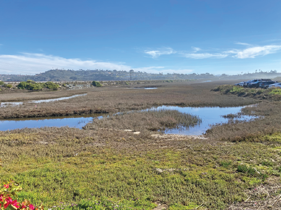 A view of a typical wetland.