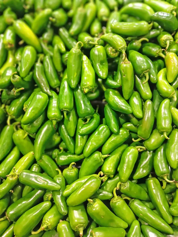 Photo of harvested Jalapeno peppers.