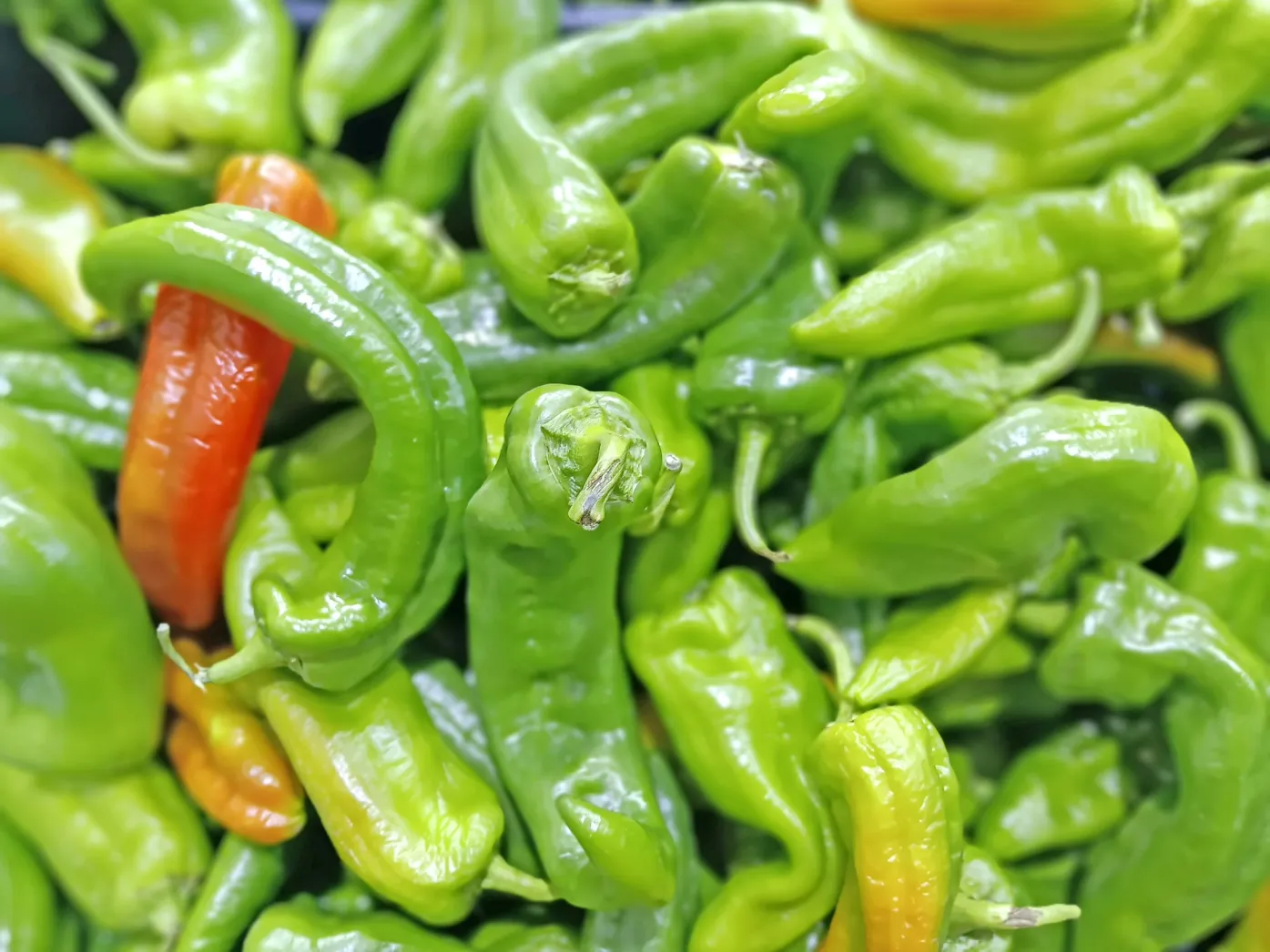 Photo of Shishito Peppers.