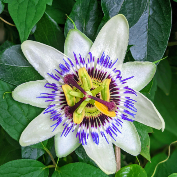 A close-up of a passion fruit blossom, known for its vivid symmetry. Photo credit – Stephane Juban via unsplash.com