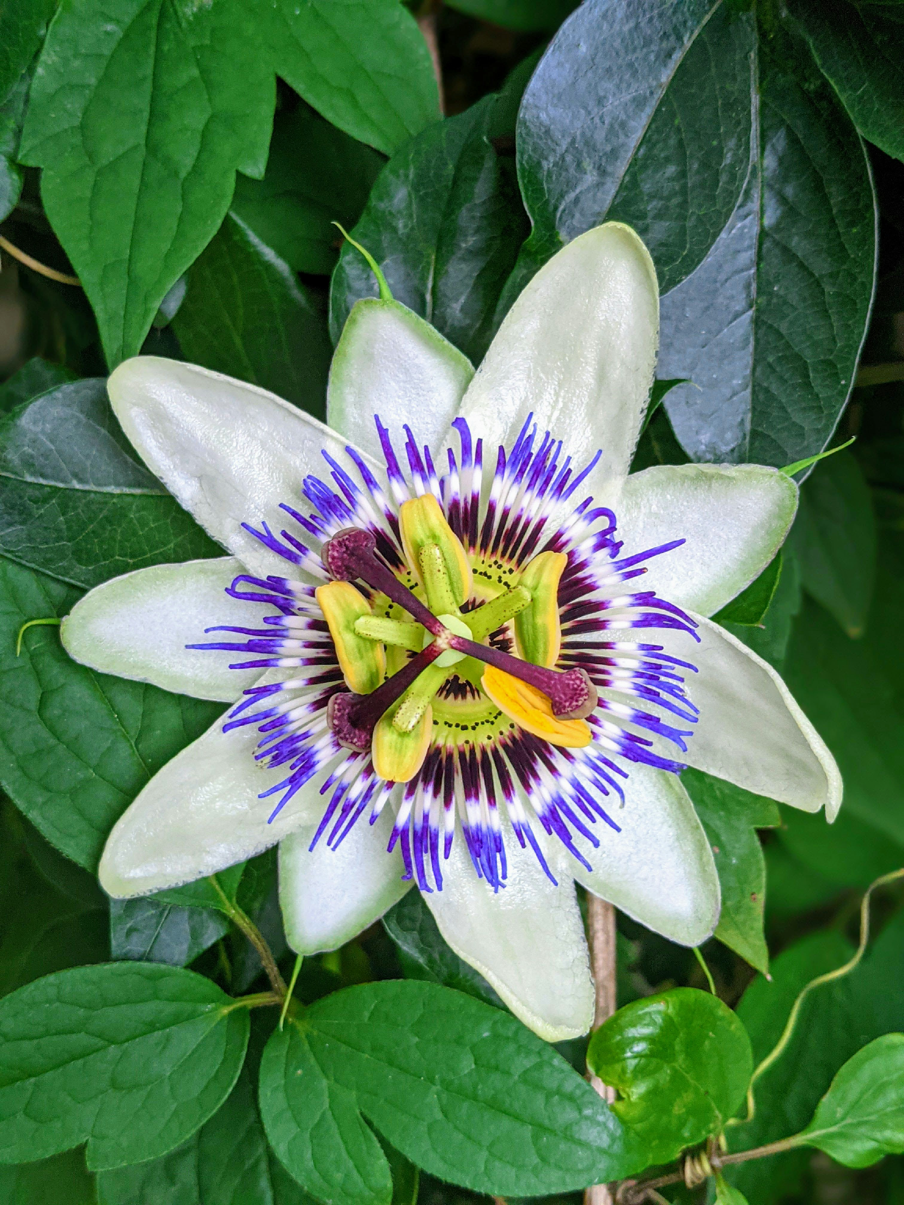 A close-up of a passion fruit blossom, known for its vivid symmetry. Photo credit – Stephane Juban via unsplash.com