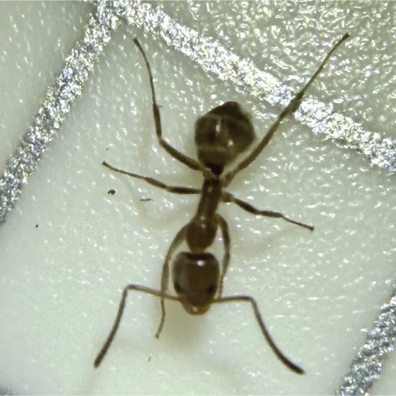 Image of an ant. The ant’s body is segmented into three parts: the head, thorax and abdomen. The head has the eyes, antennae and mandible. The thorax has the six legs and some species have wings. The abdomen contains the internal organs.