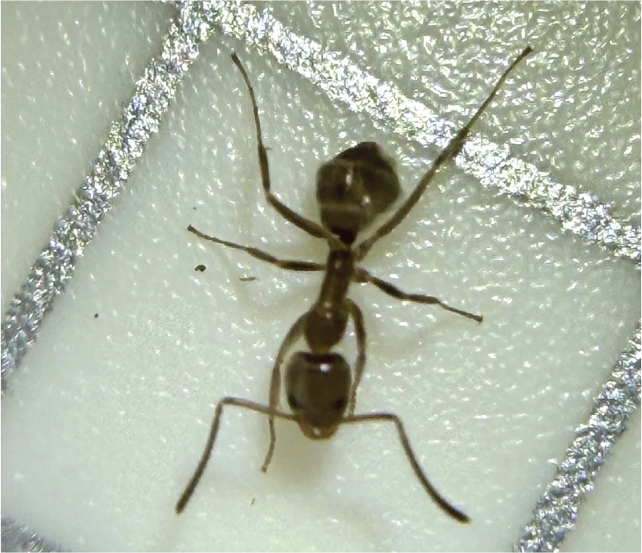 Image of an ant. The ant’s body is segmented into three parts: the head, thorax and abdomen. The head has the eyes, antennae and mandible. The thorax has the six legs and some species have wings. The abdomen contains the internal organs.
