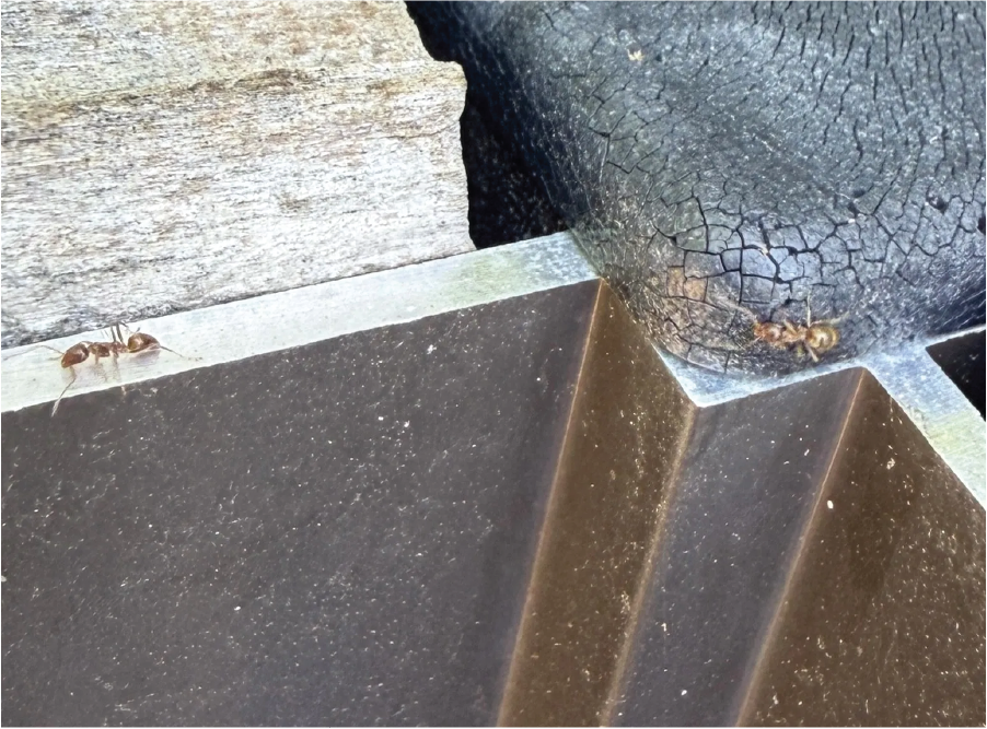 Image is of an ant walking across a cabinet.