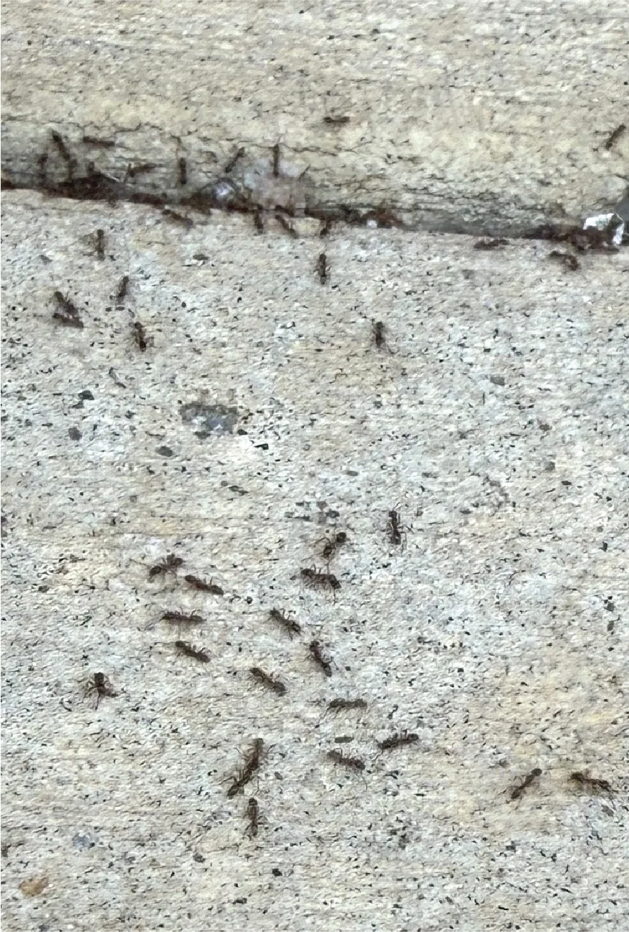 Image of ants on a counter top.