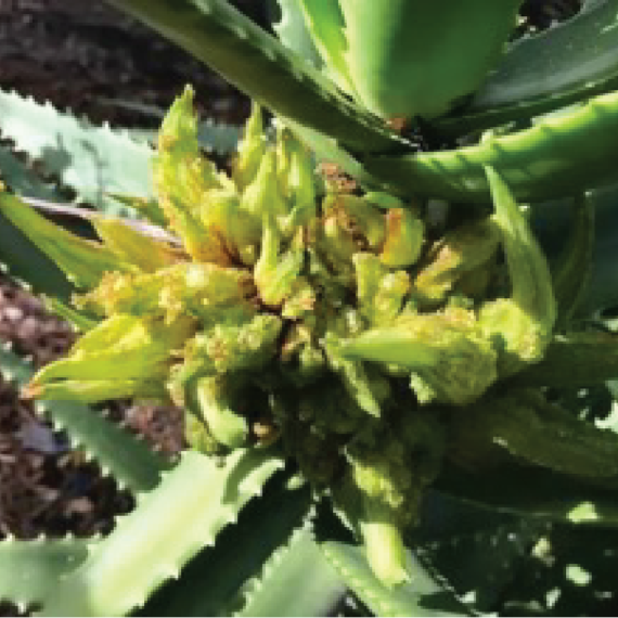Photo of Aloe mite damage.