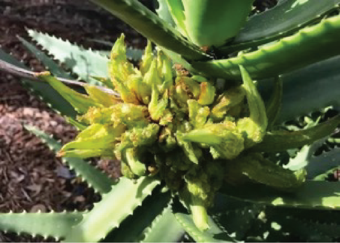 Photo of Aloe mite damage.