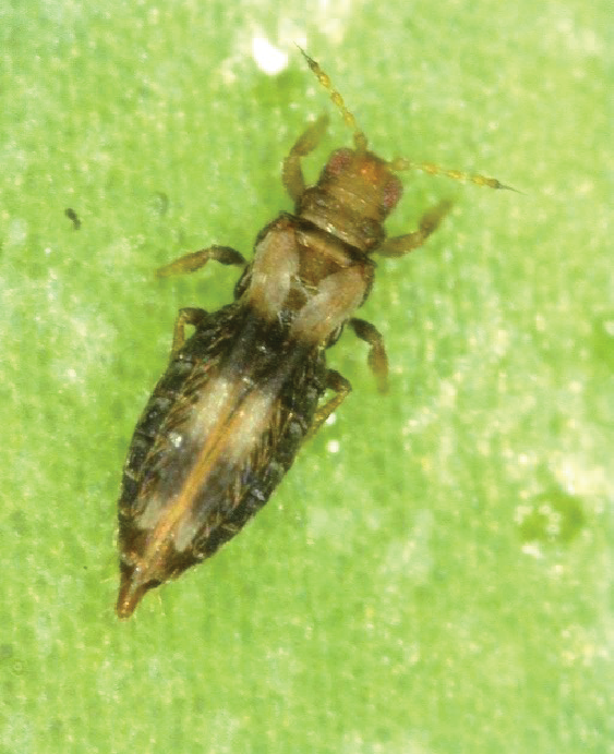 Photo of Aloe thrip