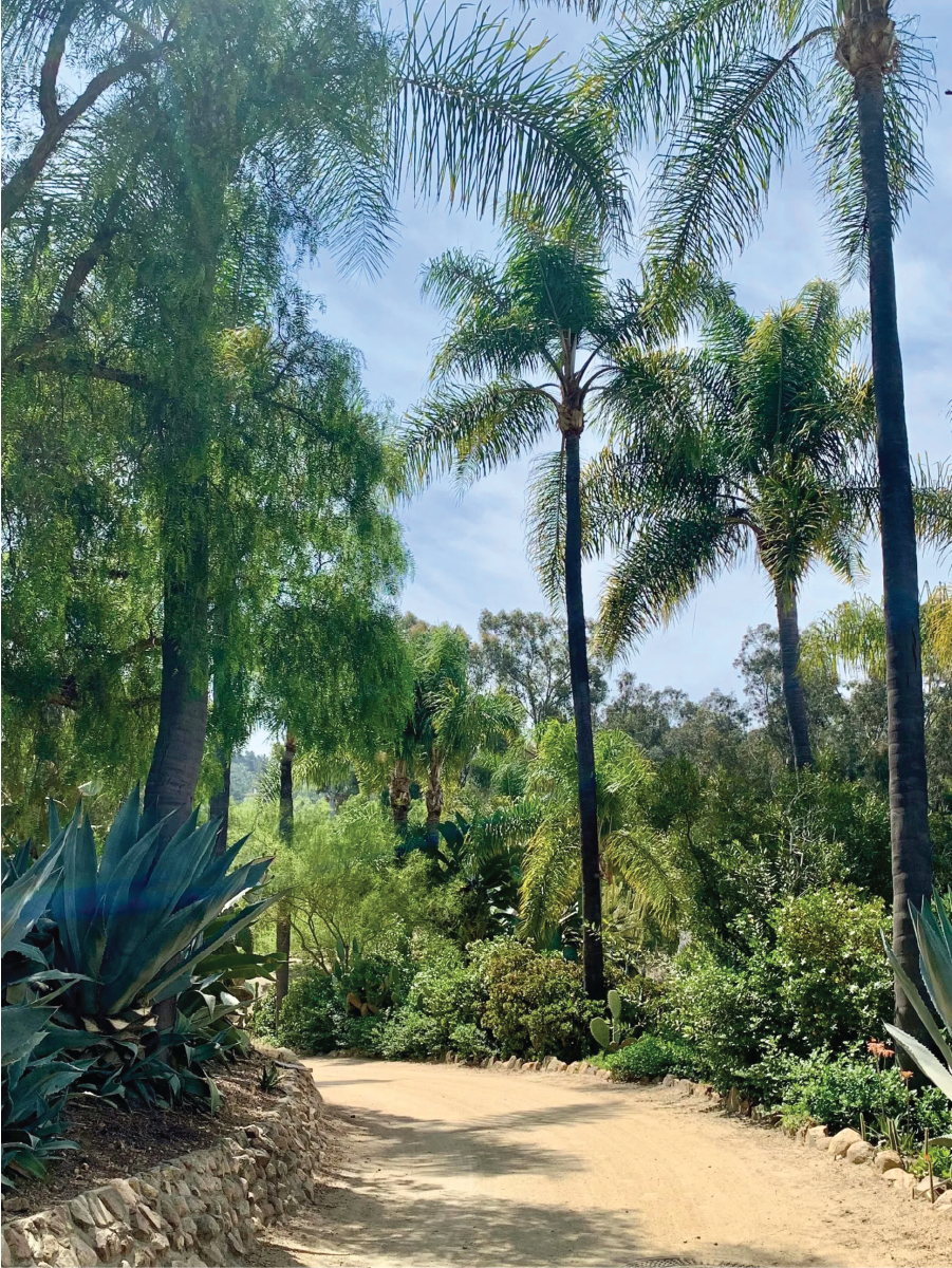 Photo of the ranch entrance framed by pairing towering, imported queen palms (Syagrus romanzoffiana) with water-wise century plants (Agave americana), and a variety of succulents that blended into the natural landscape.