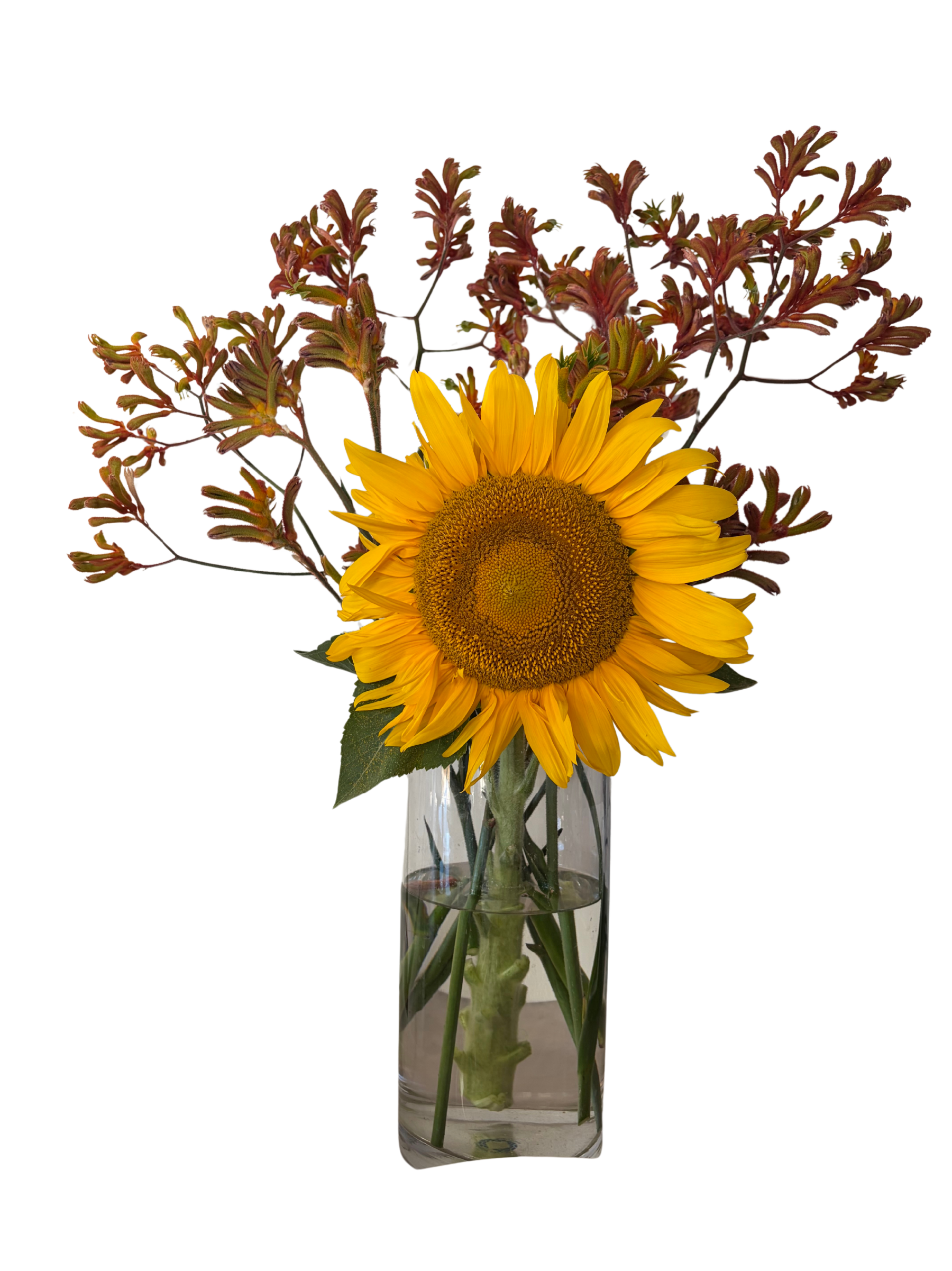 Photo of a sunflower and some Kangaroo Paws in a vase