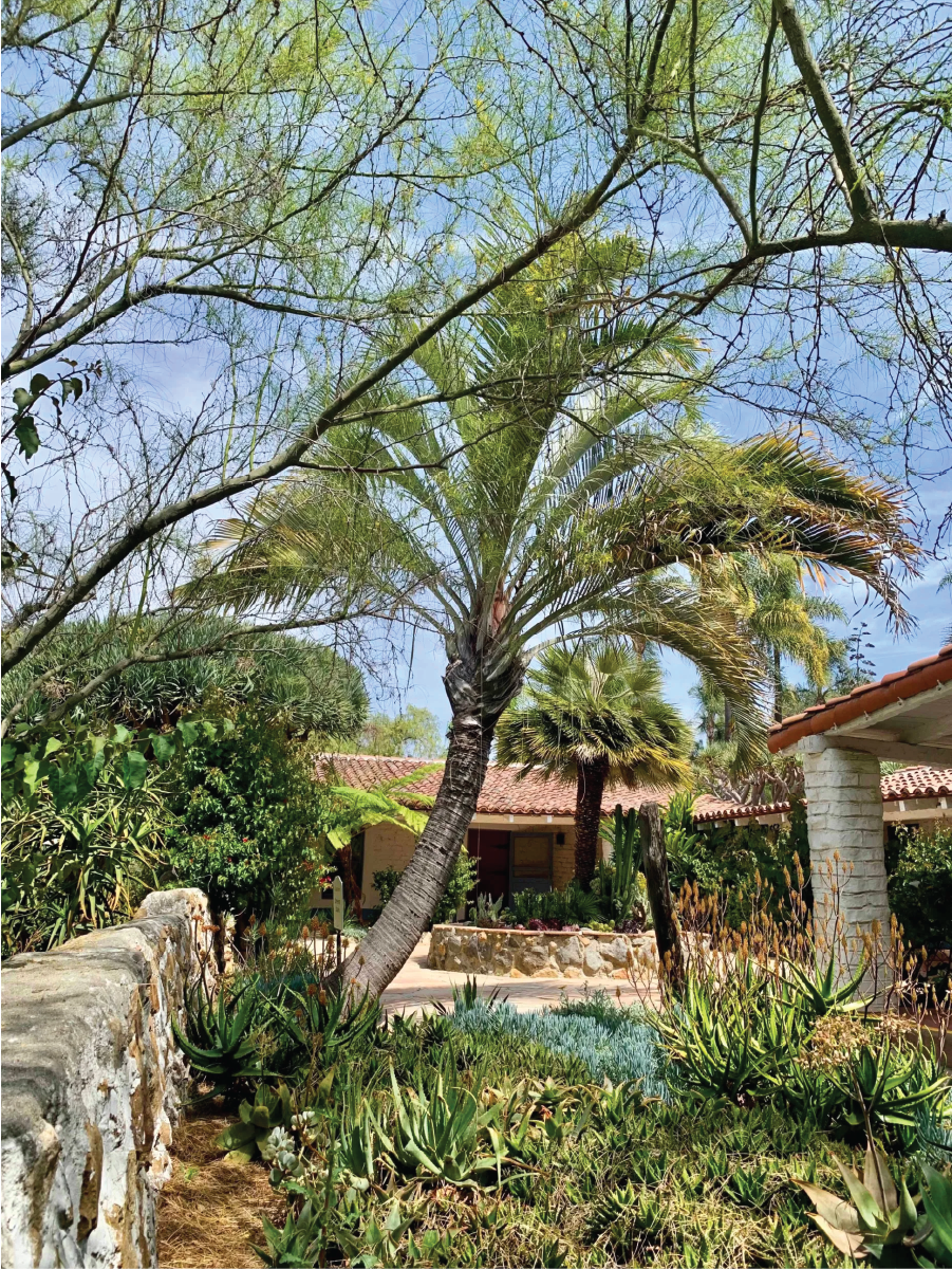 Photo of the adobe courtyard, where Leo Carrillo created a welcoming area where guests gathered to relax. Light-colored adobe walls reflect sunlight while shade and stone boulders create cooler areas for an Australian tree fern (Sphaeropteris cooperi).