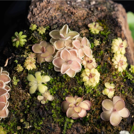 Photo of assorted pinguicula sp.