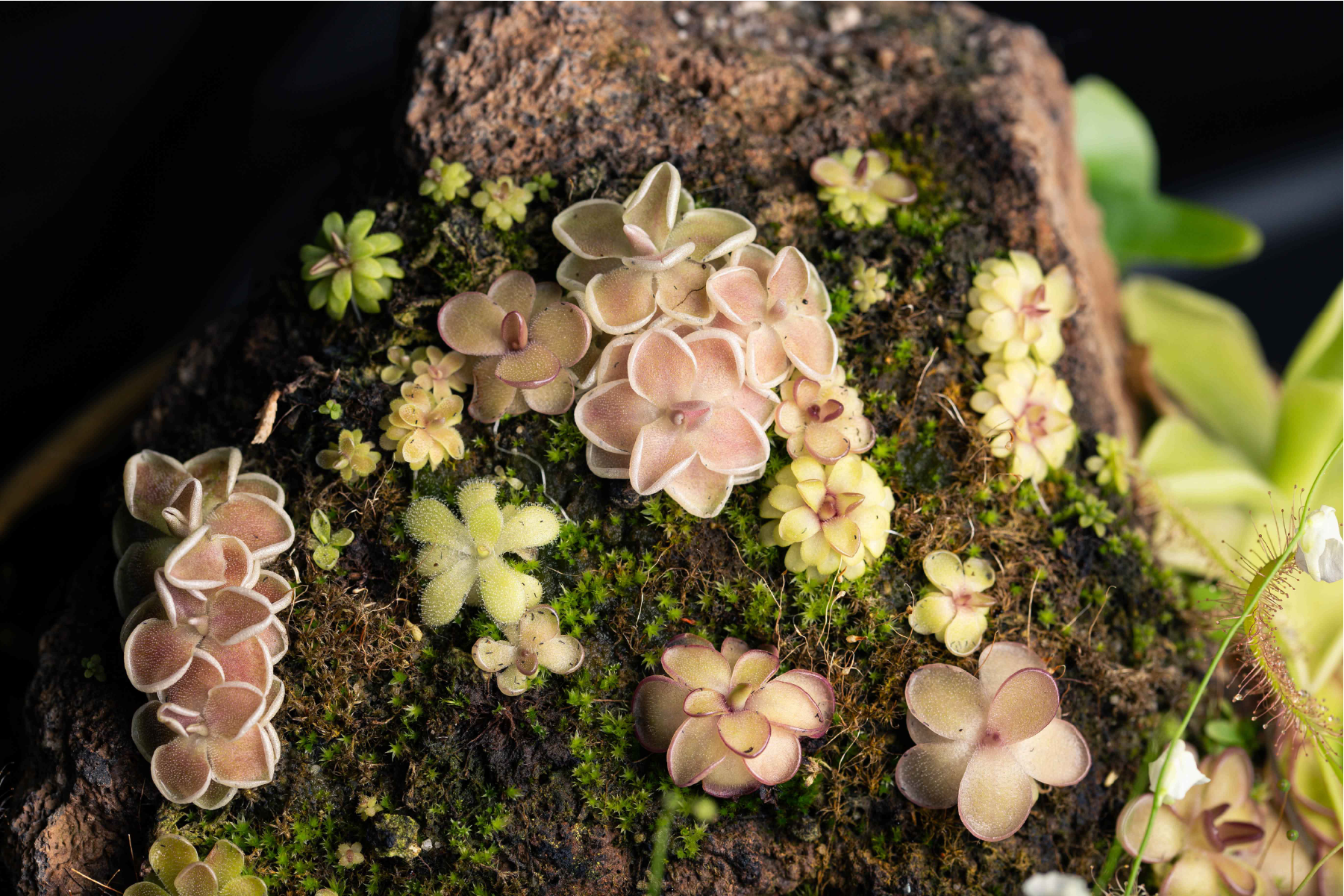 Photo of assorted pinguicula sp.