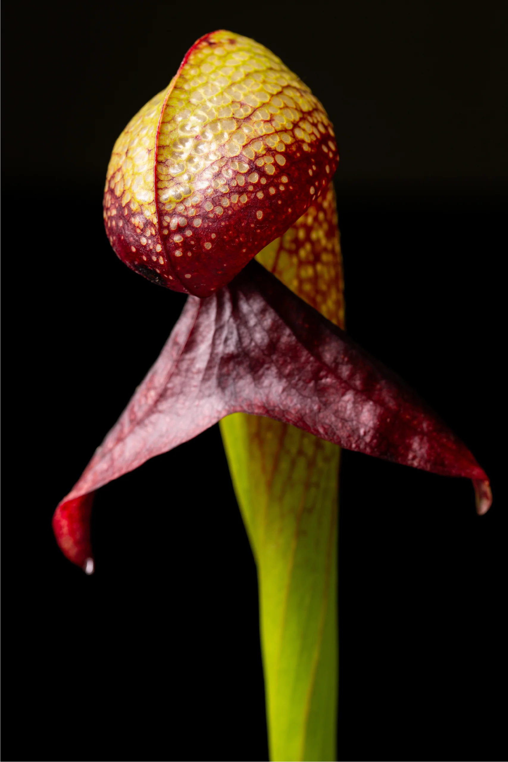 Phot of Cobra Lily, Darlingtonia californica.
