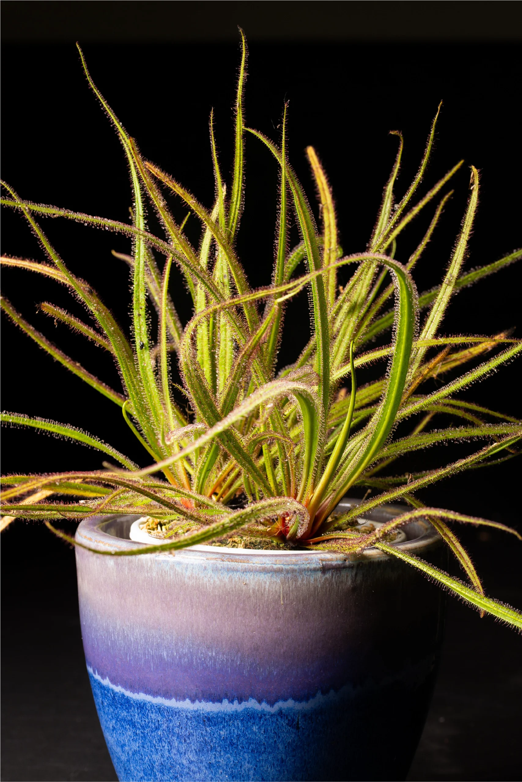 Photo of King Sundew, Drosera regia.