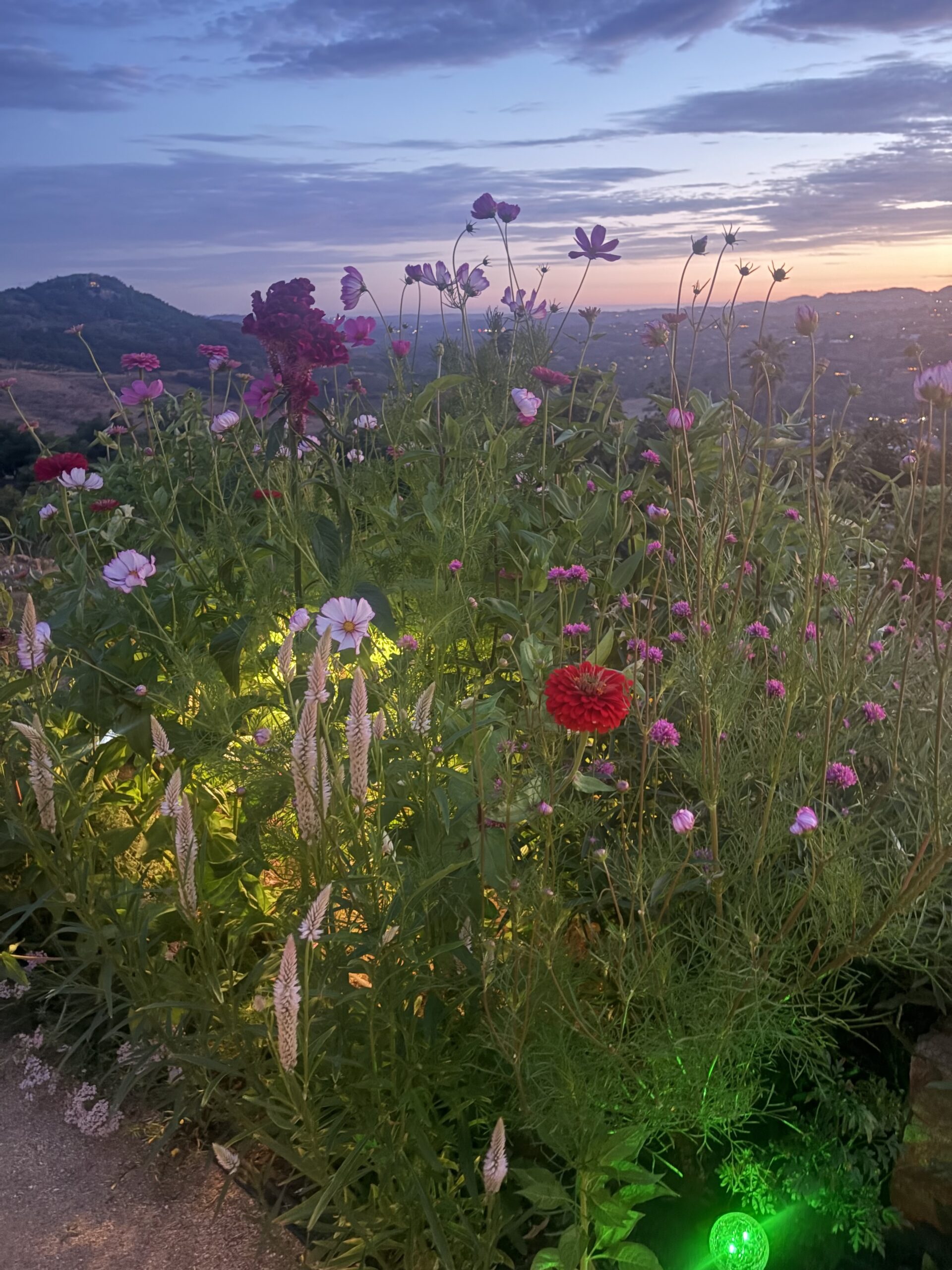 Photo of a cut flower garden at sunset