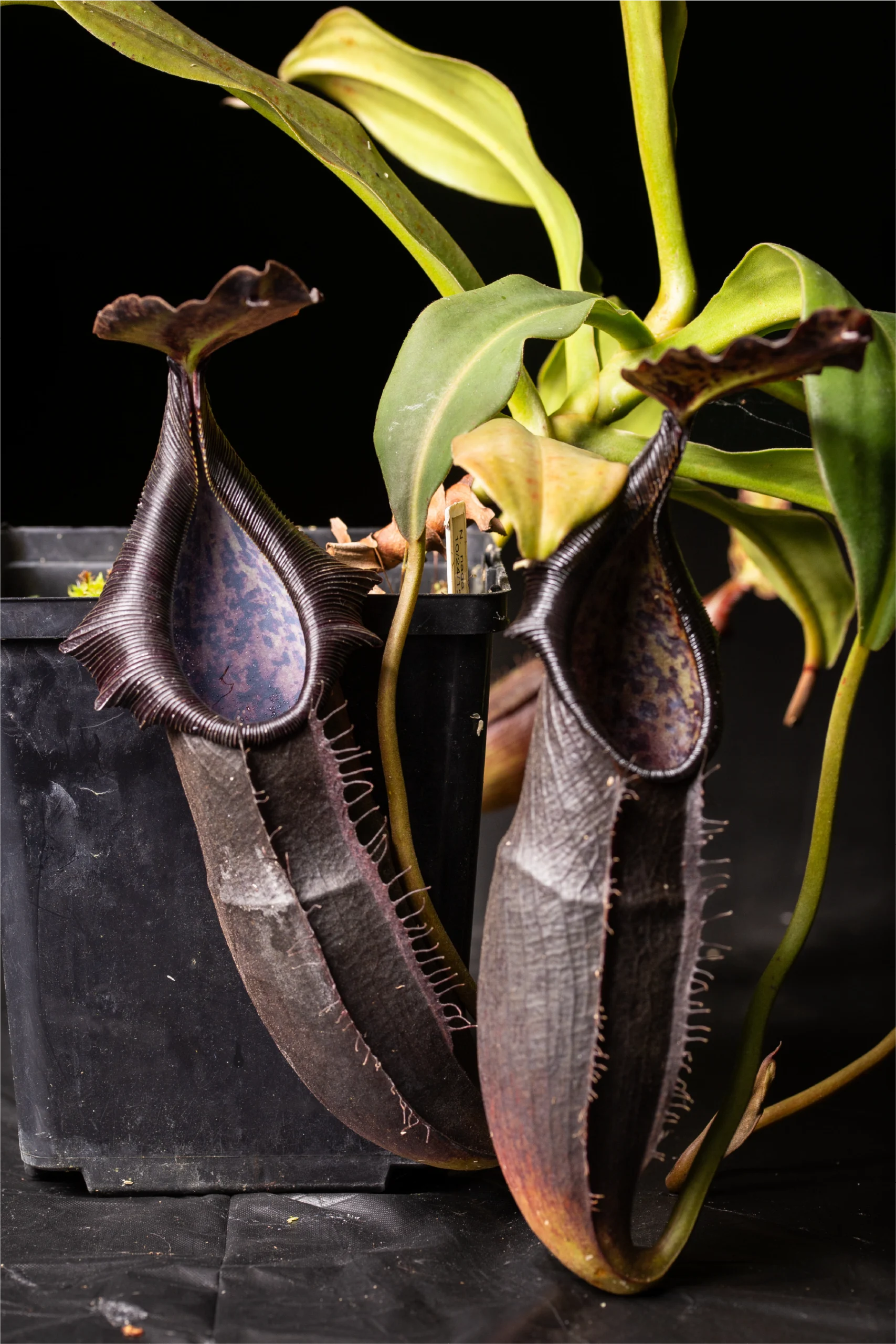 Photo of pitcher plant, Nepenthes naga.
