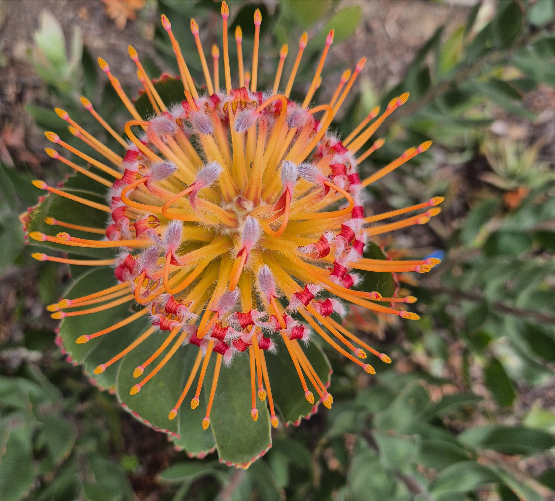 Photo of Pincushion Protea closeup 