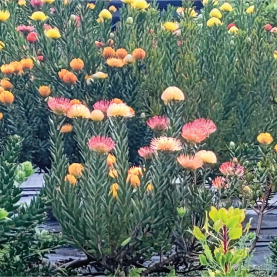 Photo of Pincushion Proteas
