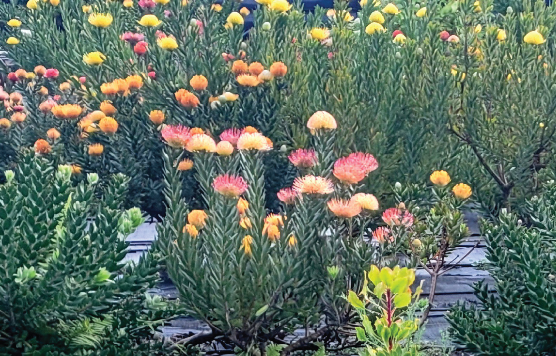 Photo of Pincushion Proteas