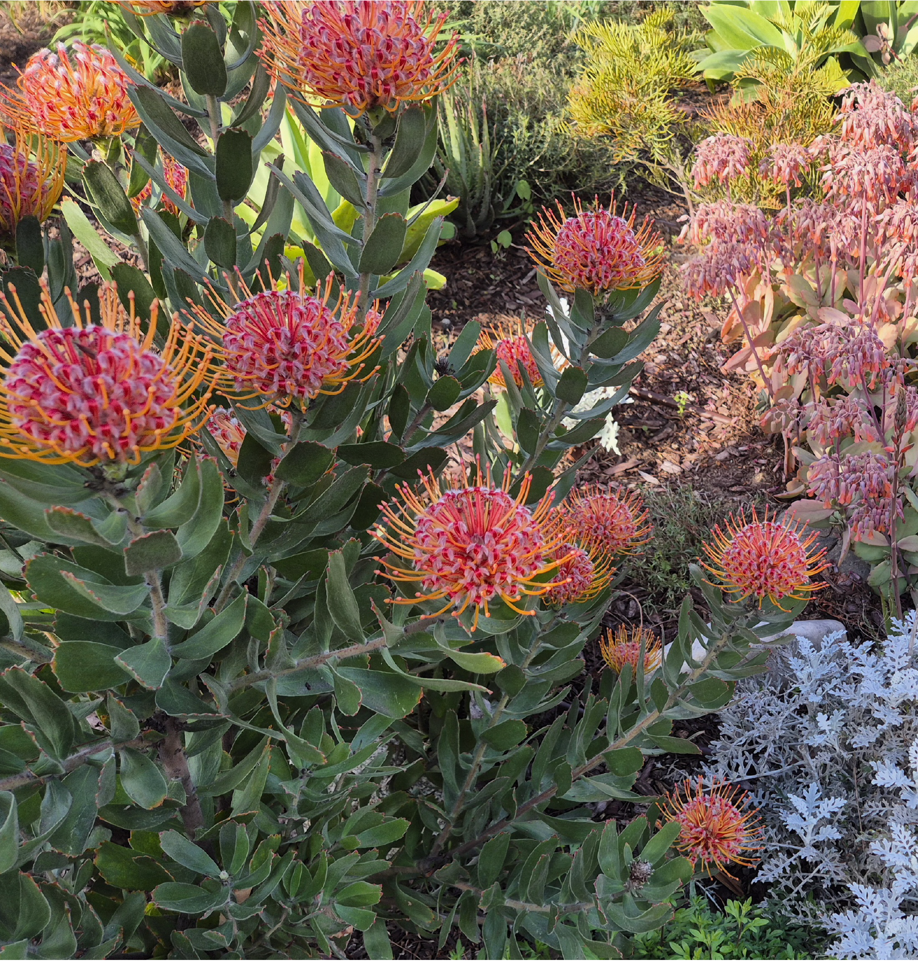 Photo of Pincushion Proteas