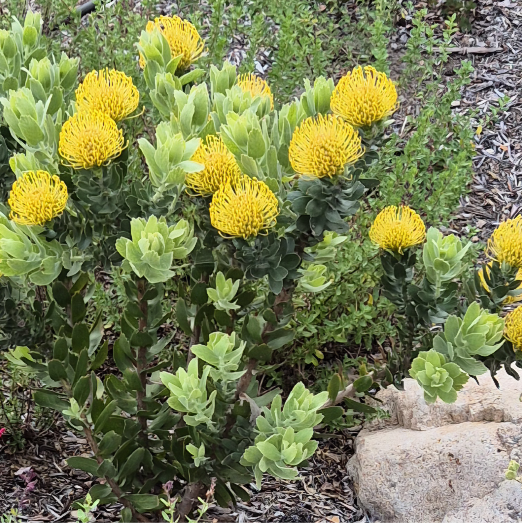 Photo of yellow Pincushion Proteas