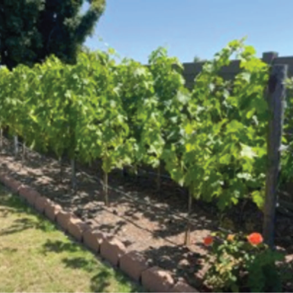 Image of a A VSP (vertical shoot positioning) grape trellis for 12 vines using a 10-foot by 5-foot footprint.